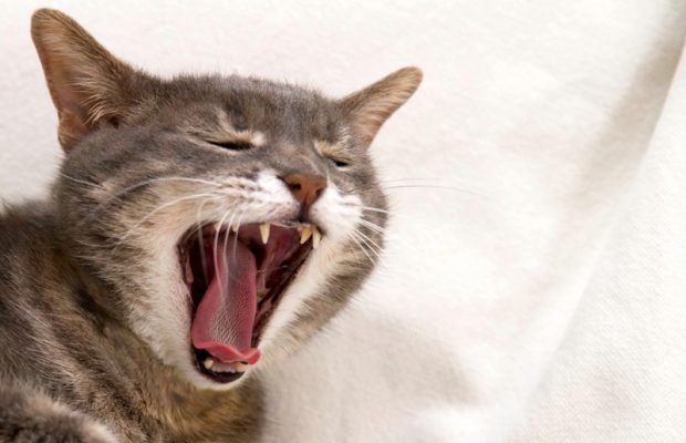 Is your cat talking to you?
