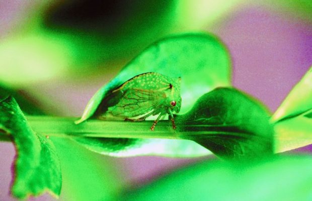 Hollywood: Lady’s Gaga’s “bugging”