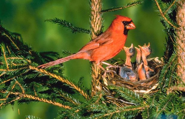 The hot new hobby? Birdwatching! 🐦