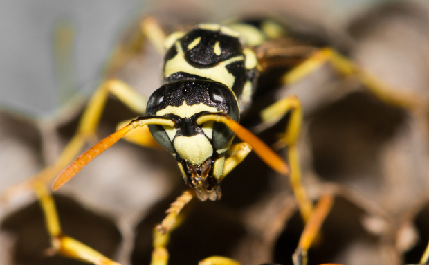 FREAK: What’s all the buzz about? 🐝