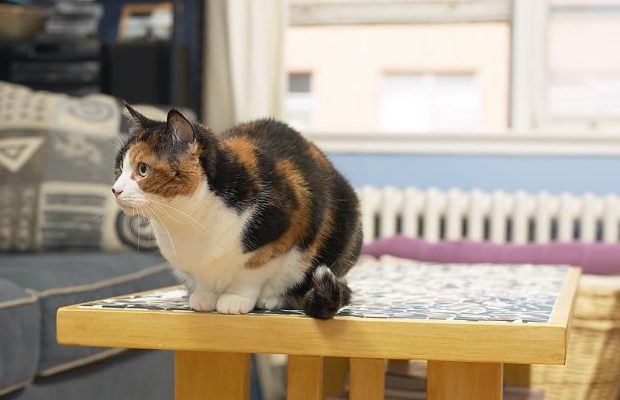 Why do cats knock things over?
