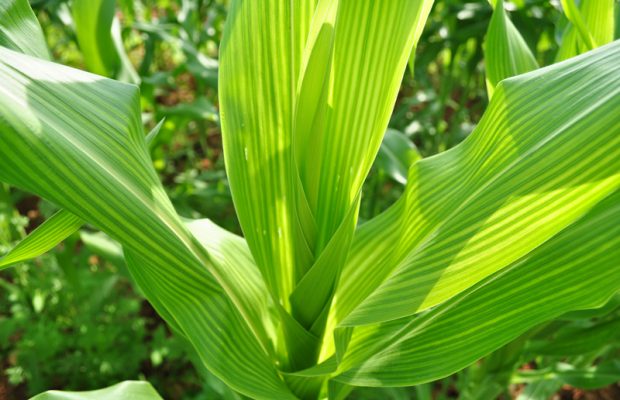 FREAK: Corn R.I.P.