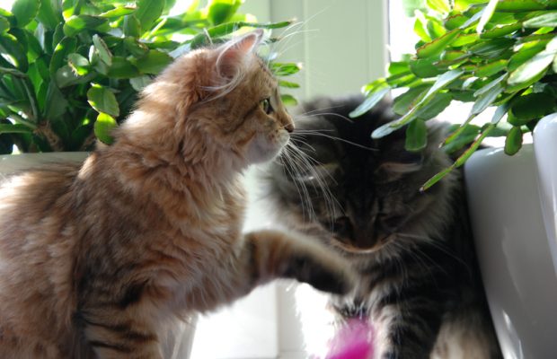 Tinder…for pets!