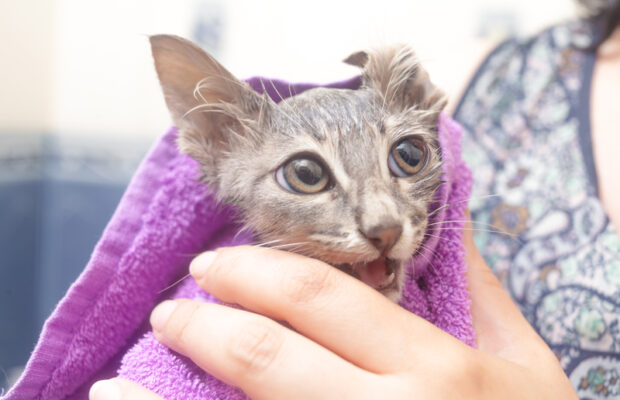 Do cats need baths?