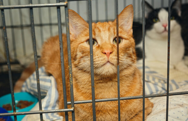 “Rescue A Shelter Animal” with William Mattar