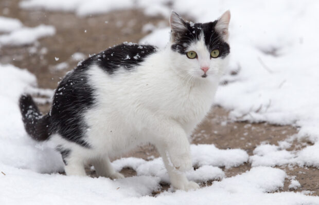 Do cats get cold?