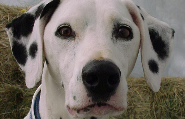 What are the cutest dogs?