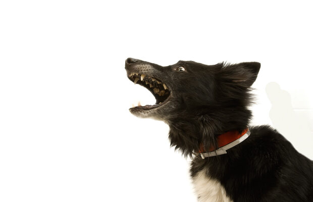 A health alert for dog owners
