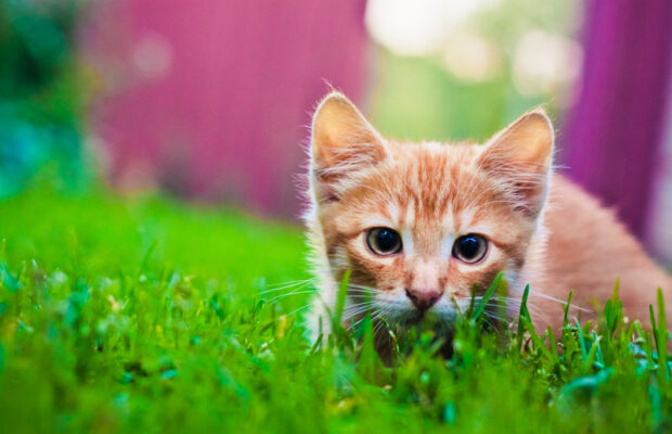 How to find a lost pet
