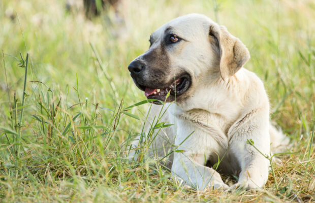 More popular: You or your dog?