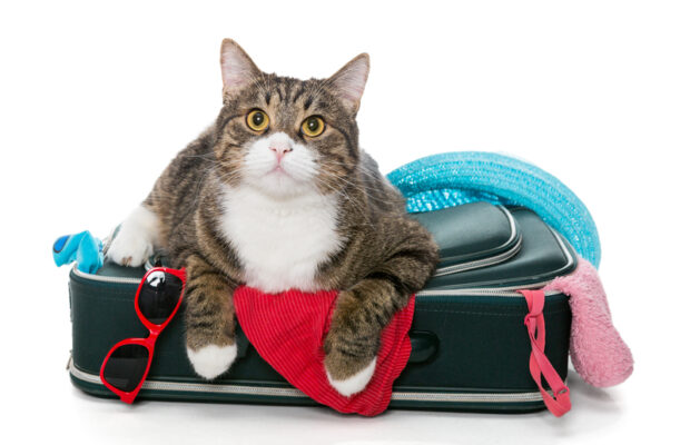 A guide to flying with pets