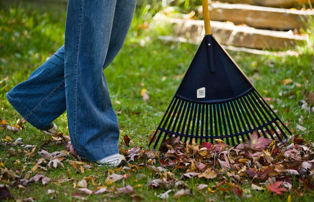To rake or not to rake? 🍁🤔