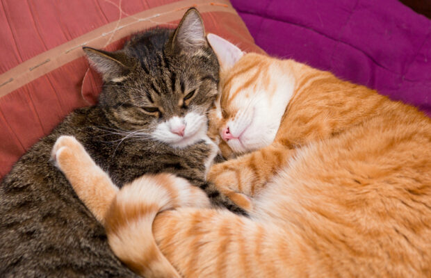 Should you sleep with your pets? Should you sleep with your pets?