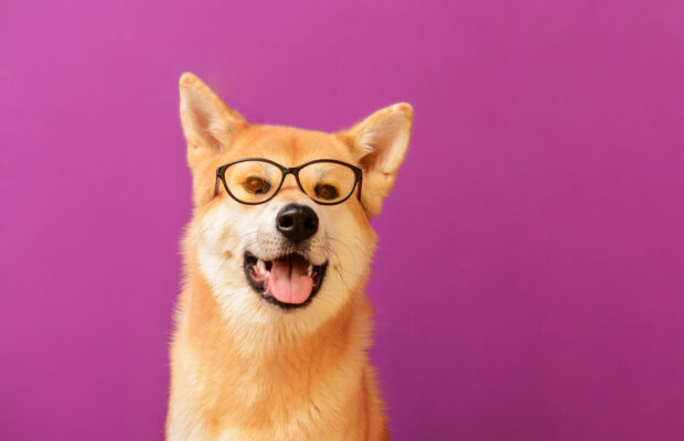 Is your dog a genius?