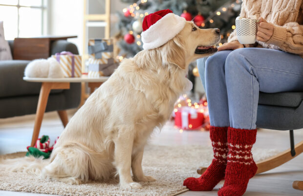 Holiday safety tips for dog owners