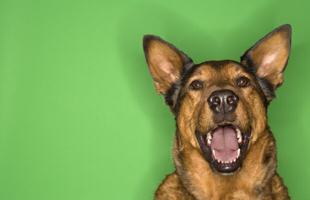 DO NOT bark at your dog!