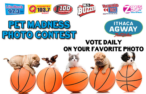 “Pet Madness”