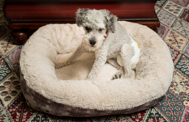 Dog beds…for HUMANS! 🐶