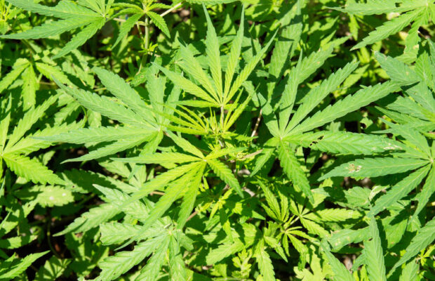 Marijuana and pets
