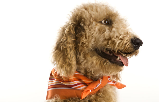 Heroes: A three-legged rescue