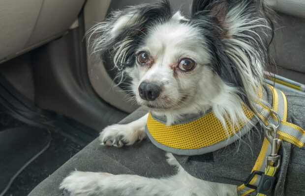 Songs to keep your dog calm