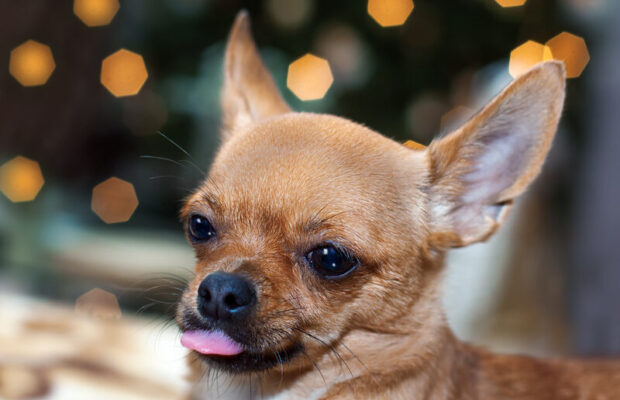 Thanksgiving foods pets should avoid