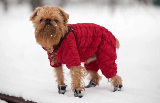 Should your dog wear a sweater?