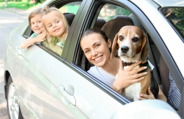 Pets and driving