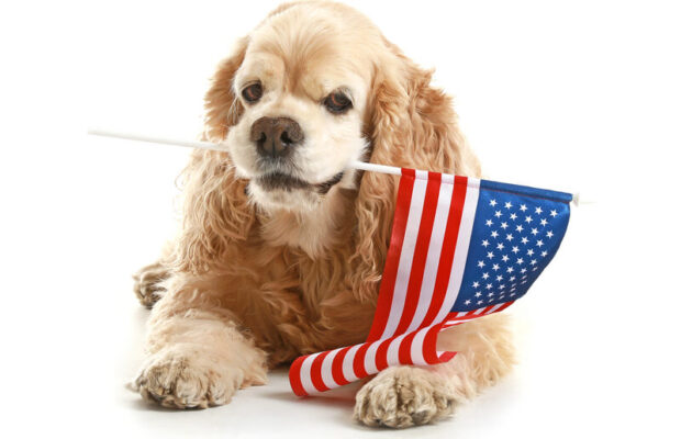 Protecting your pets on the 4th