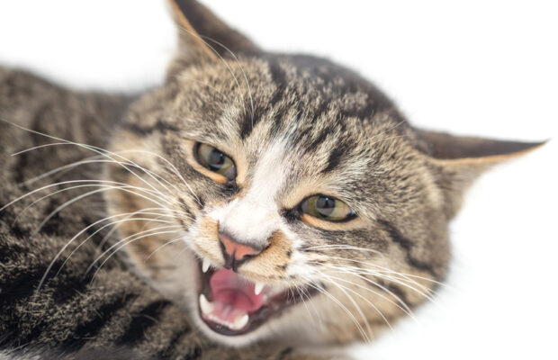 Things you do your cat HATES