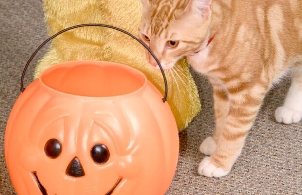 Keeping pets safe during Halloween