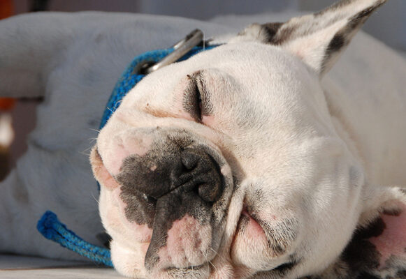The laziest dog breeds