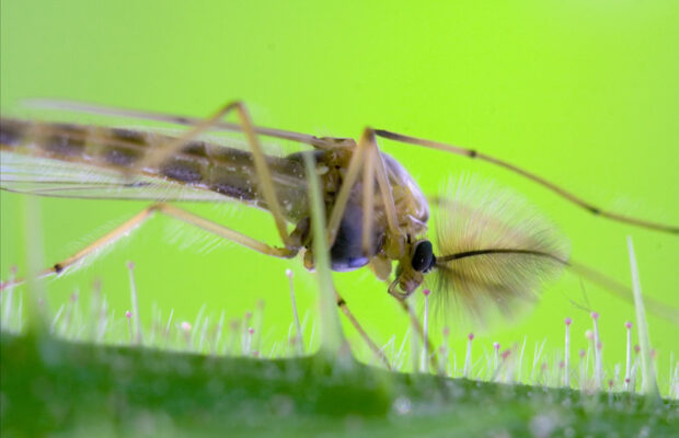 Natural mosquito repellents