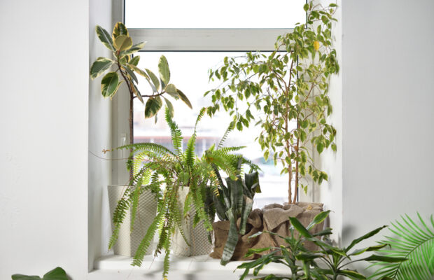 Plants that cool off your home