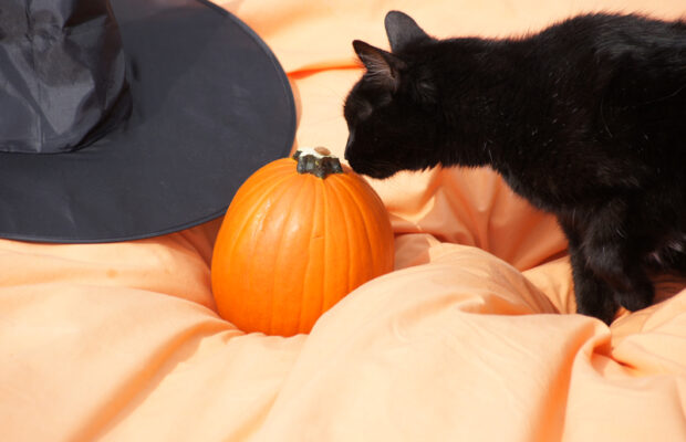 Halloween pet safety 🐶