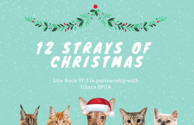 “12 Strays of Christmas”