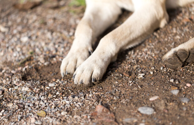 What paw licking could mean