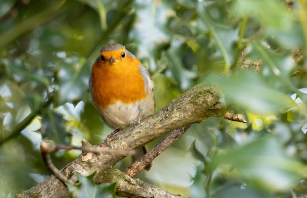 The “Bird Theory” of relationships