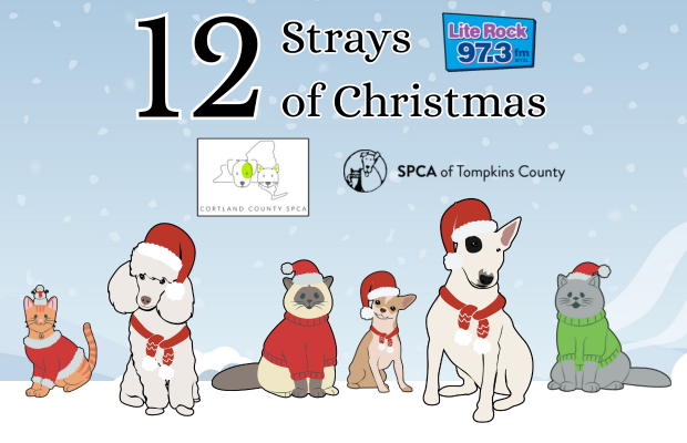 The 12 Strays of Christmas