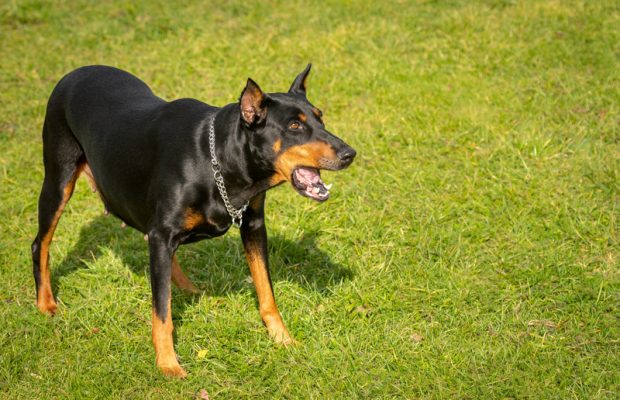 Is your dog frustrated? Is your dog frustrated?